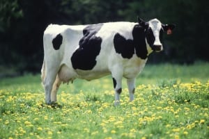black and white cow