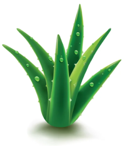 aloe vera plant